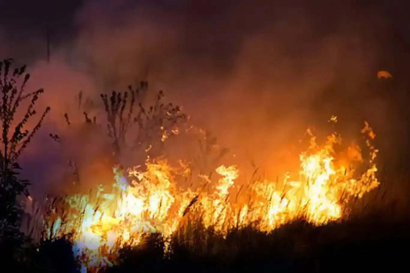 Zeviyên Nehilê ên li Colemêrgê agir pêket