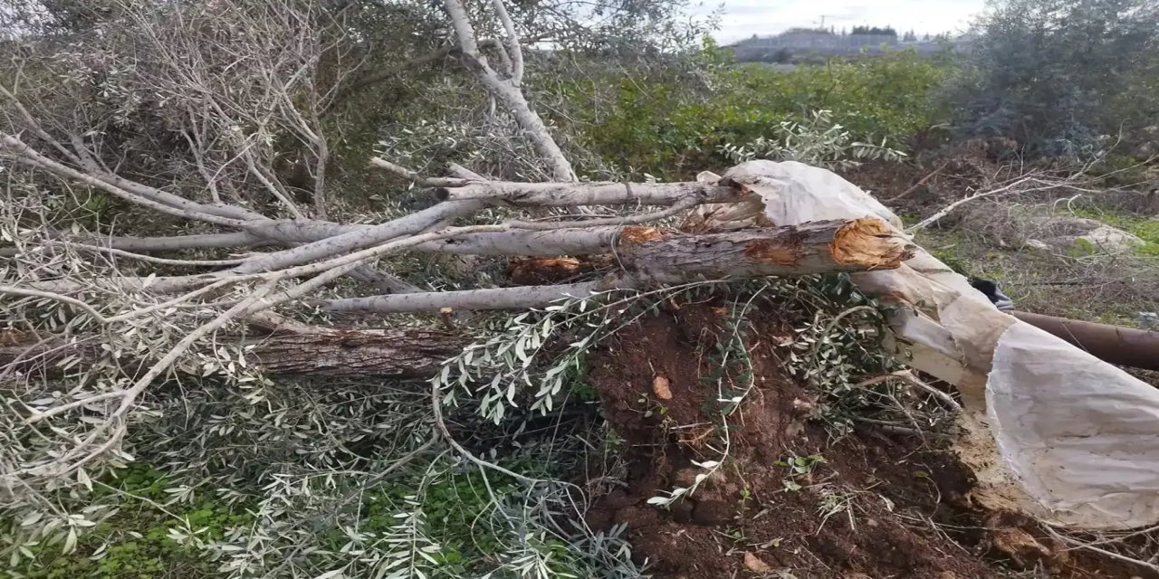 Li Şerîaya Rojava derbeyek giran li çandinîyê hat xistin: Ji 3 hezarî zêdetir dar hatin qutkirin