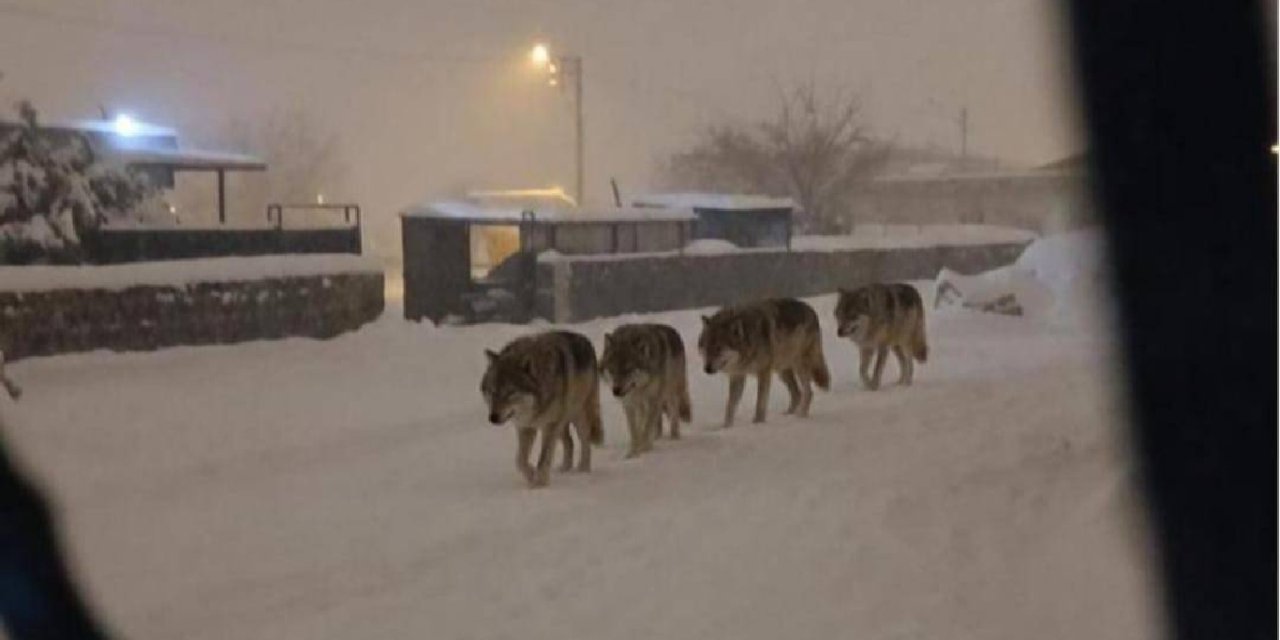 Diyarbakır Yolboyu (Pirinçli) Mahallesi mevkiinde 4 kurt yerleşim alanında görüldü
