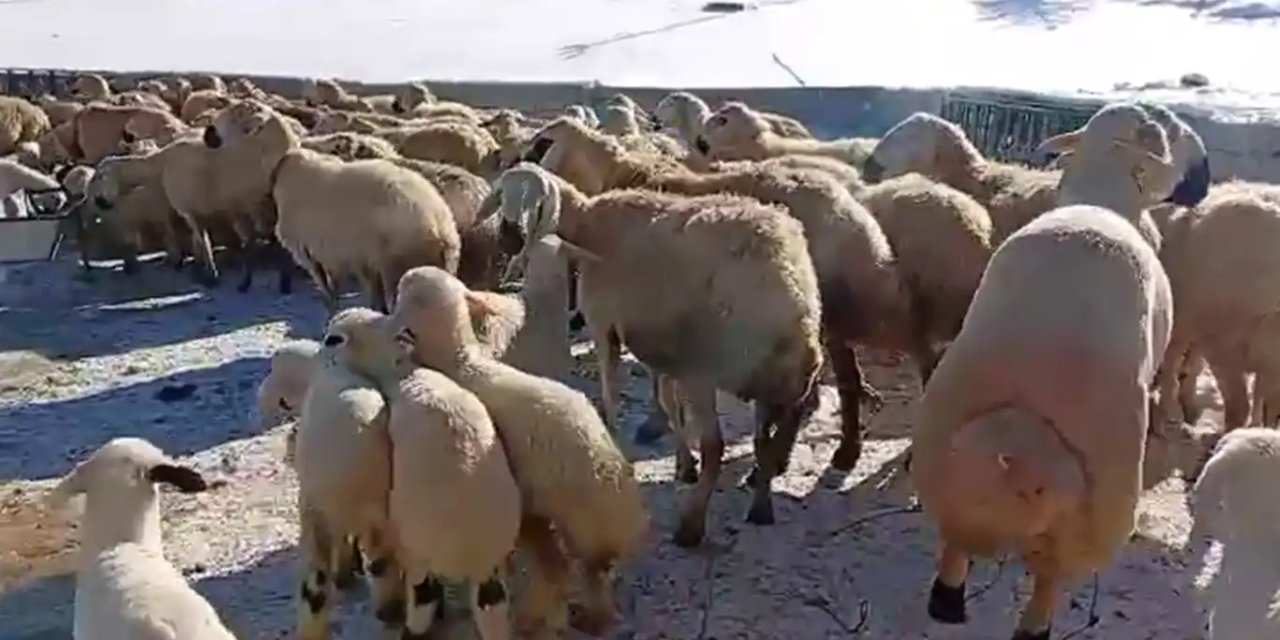 Xwediyê heywanan dibêje: "Çandinîya heywanan ked, sebir û xwêdanê dixwaze"