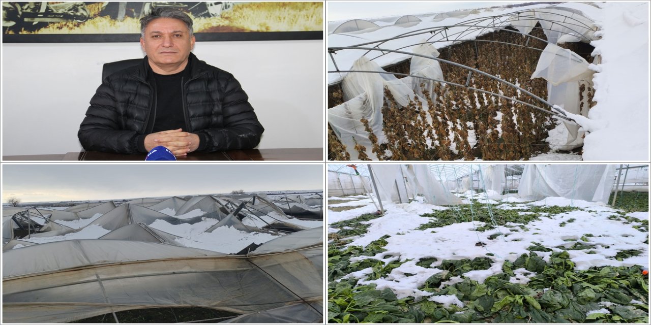 Şiddetli kar ve don Batman tarımını vurdu: Tonlarca sebze zarar gördü