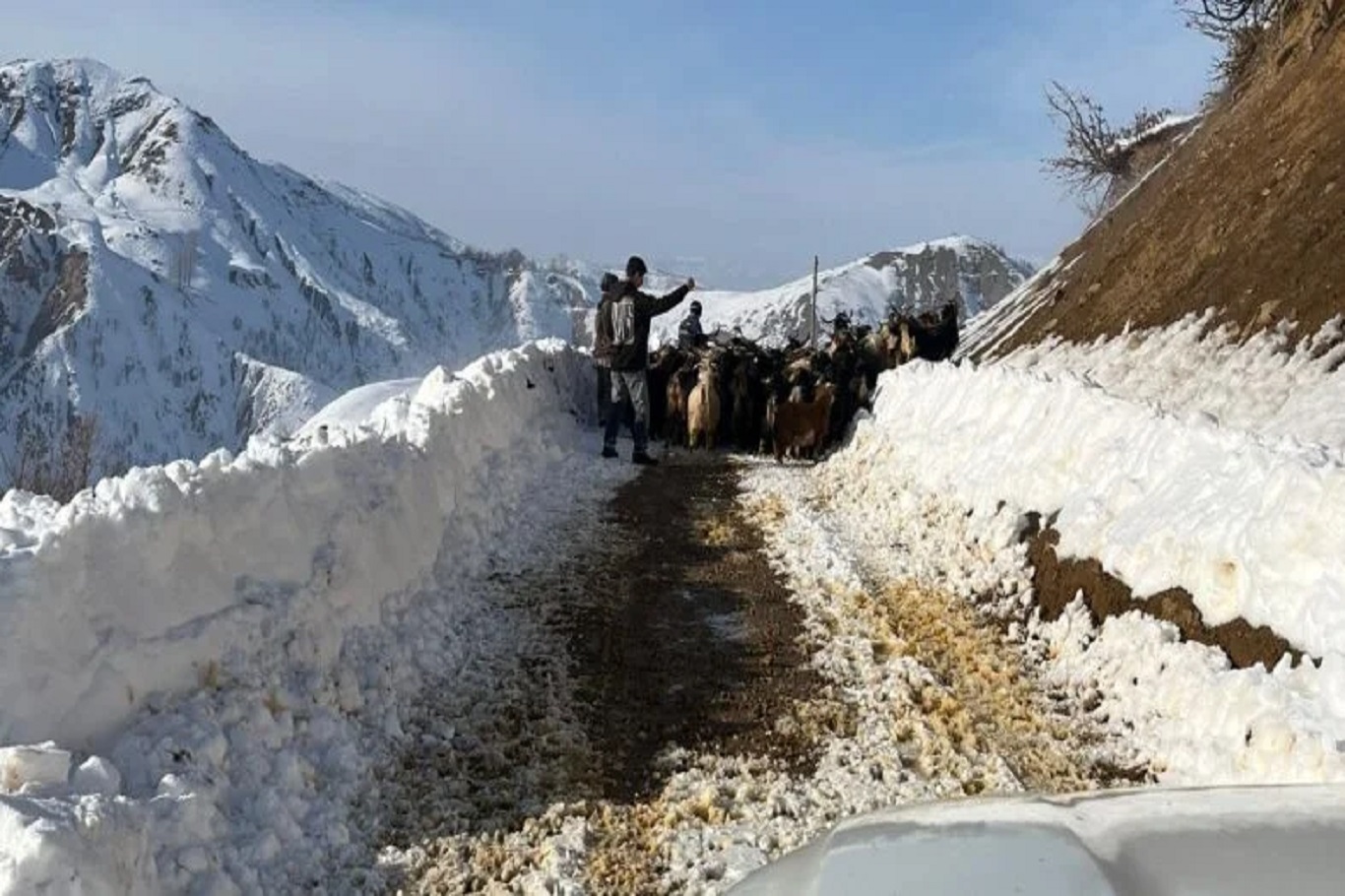Welatiyê ku li Çewlikê asê mabû ligel heywanên xwe hat rizgarkirin