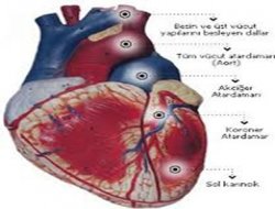 Ani kalp krizi gençleri tehdit ediyor