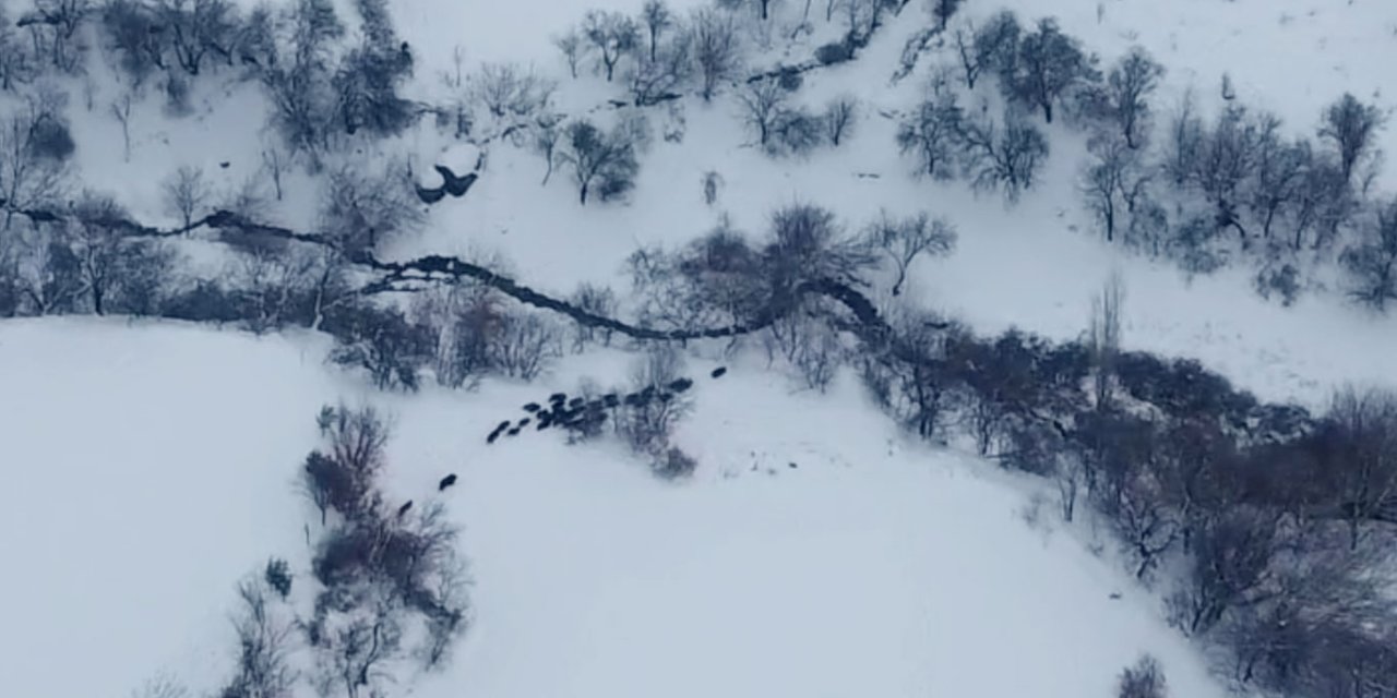Diyarbakır Çüngüş ilçesine bağlı Yukarışeyhler Mahallesinde yaban domuzu sürüsü havadan görüntülendi