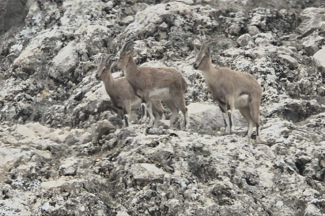 Diyarbakır'ın Ergani ilçesinde dağ keçilerinin doğal yaşamı kameralara yansıdı