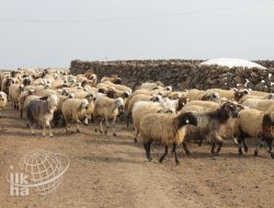 Kızılay, Kurban Bedelini Açıkladı