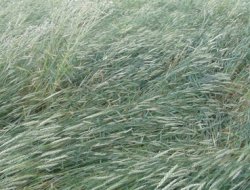 Yaz yağmuru ekine zarar veriyor