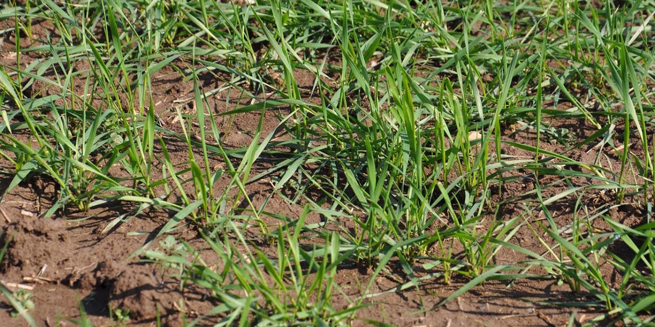 Piştî barana zêde ji bo cotkaran hişyariyên jiyanî