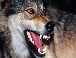 Erzurum'da kuduz karantinası