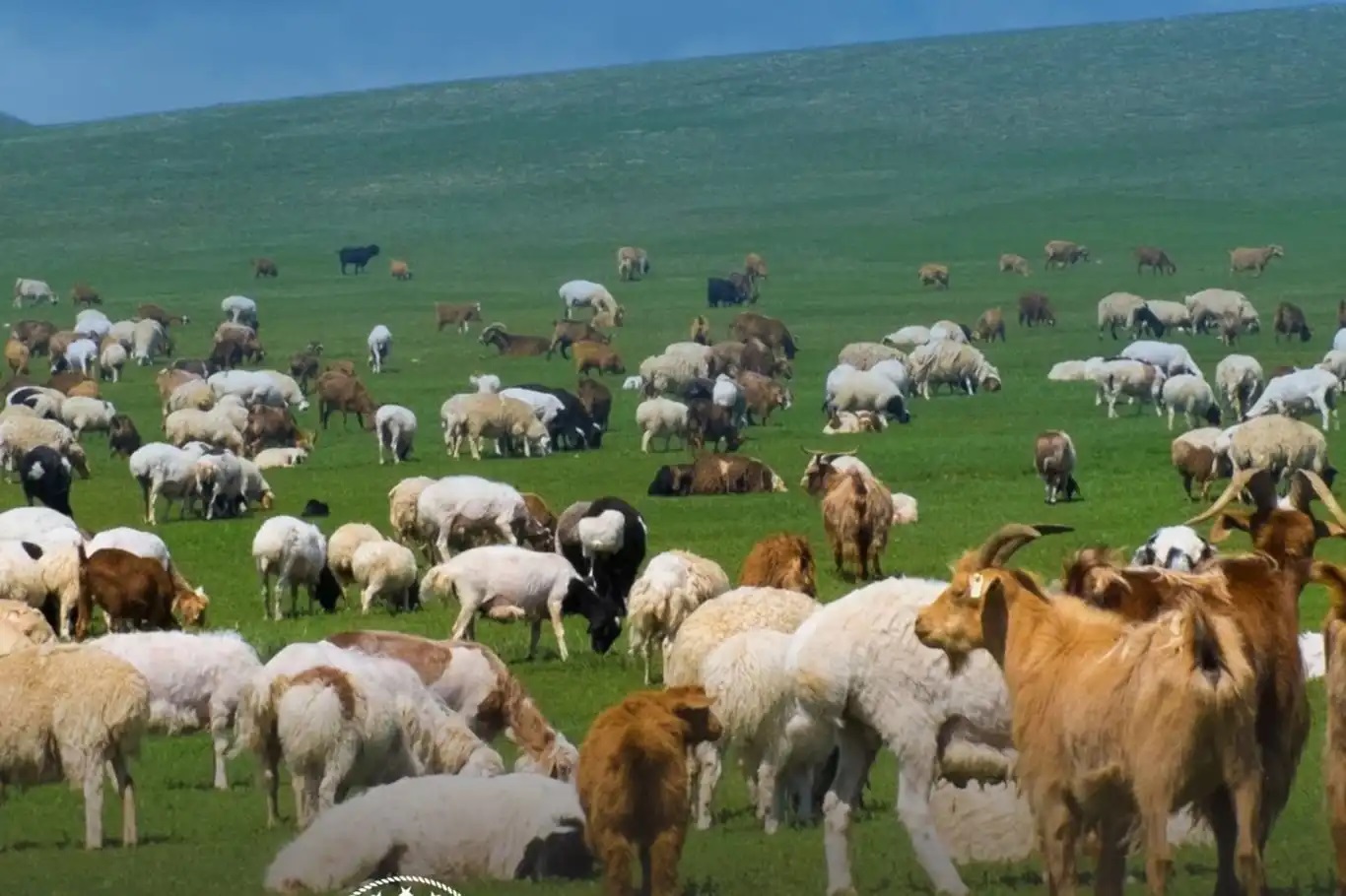 Ji bo xwedîkirina heywanên biçûk 100 ajal tên dayîn: Serlêdan dest pê kirin