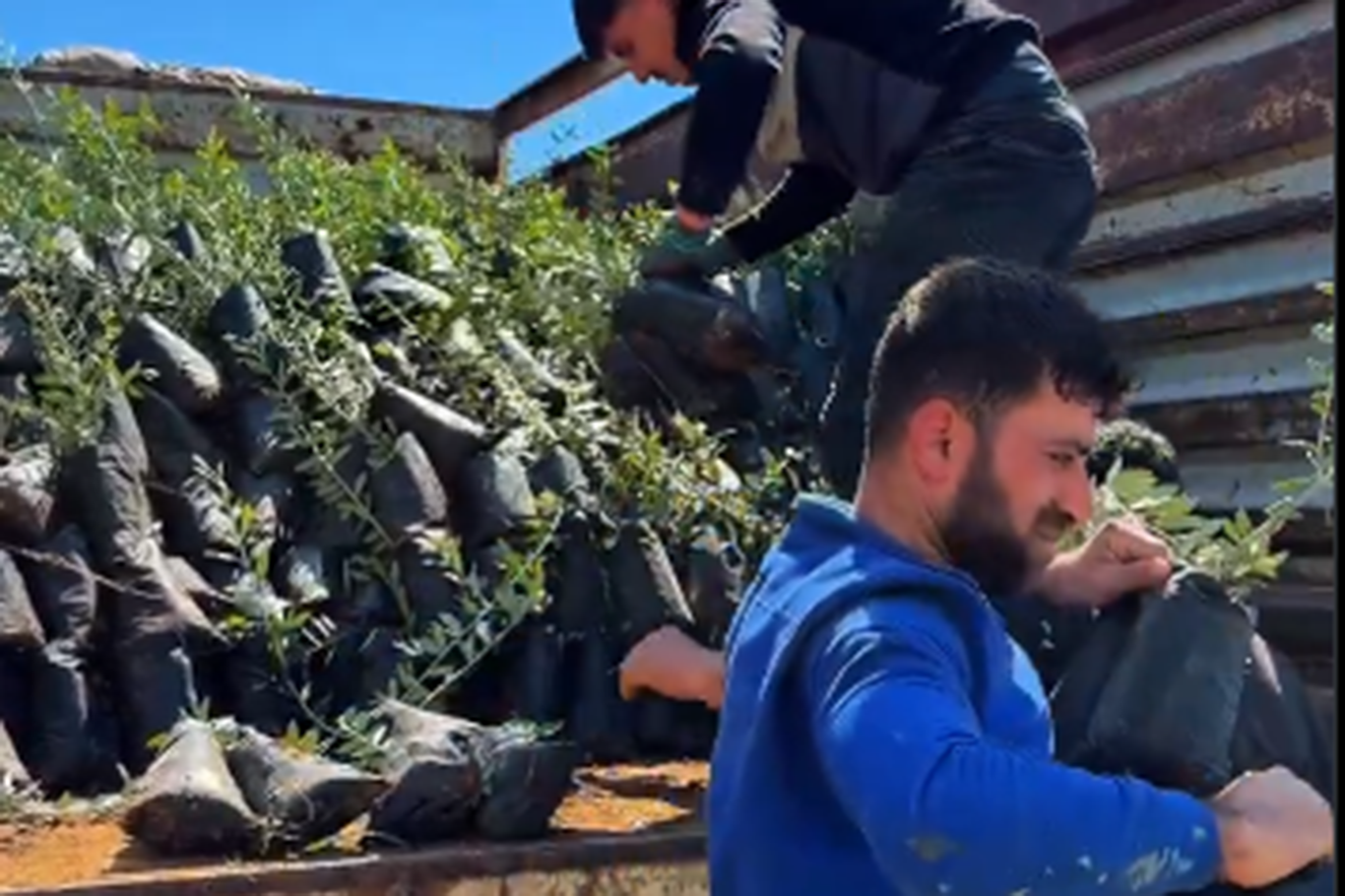 Batman'ın Hasankeyf ilçesinde üreticilere 4 bin zeytin fidanı dağıtıldı