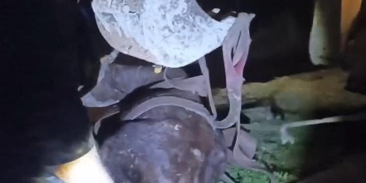 Cizre'de Dicle Nehri'ne düşen ineği itfaiye ekipleri kurtardı