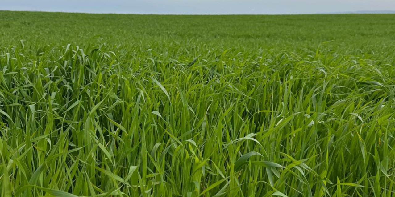 Buğday tarlalarında kök çürüklüğü ve yatma riski artıyor