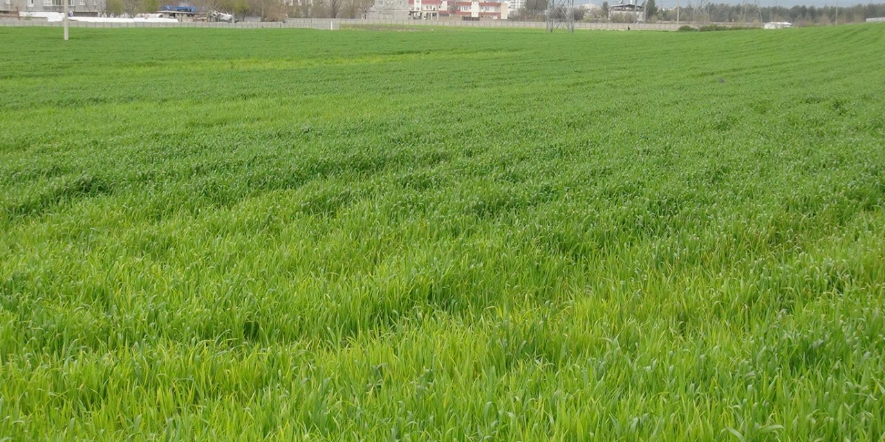 Çiftçiler yağış nedeniyle ilaçlama yapamıyor