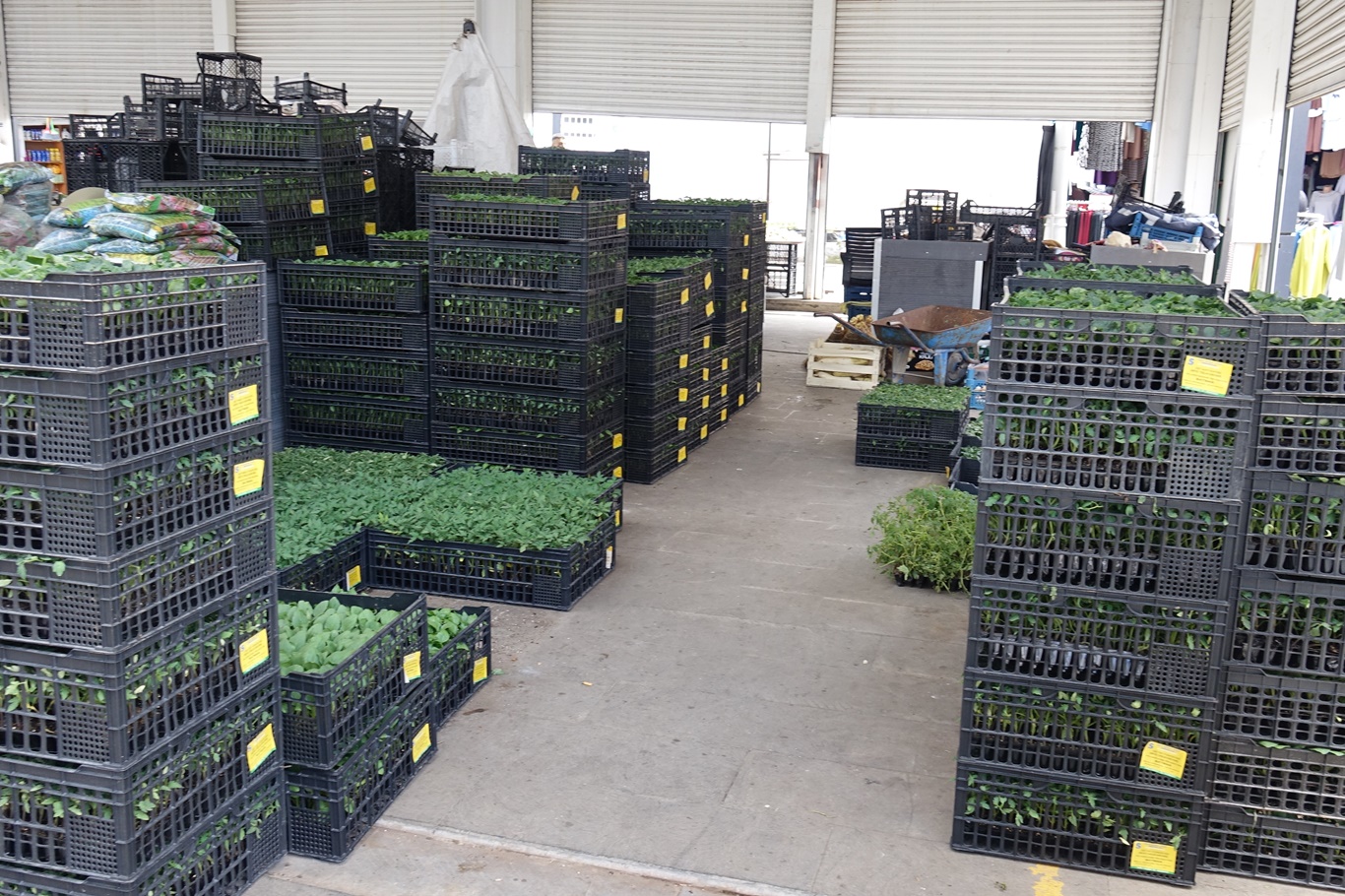 Bahçeler canlanıyor: Fideler tezgâhlarda yerini almaya başladı