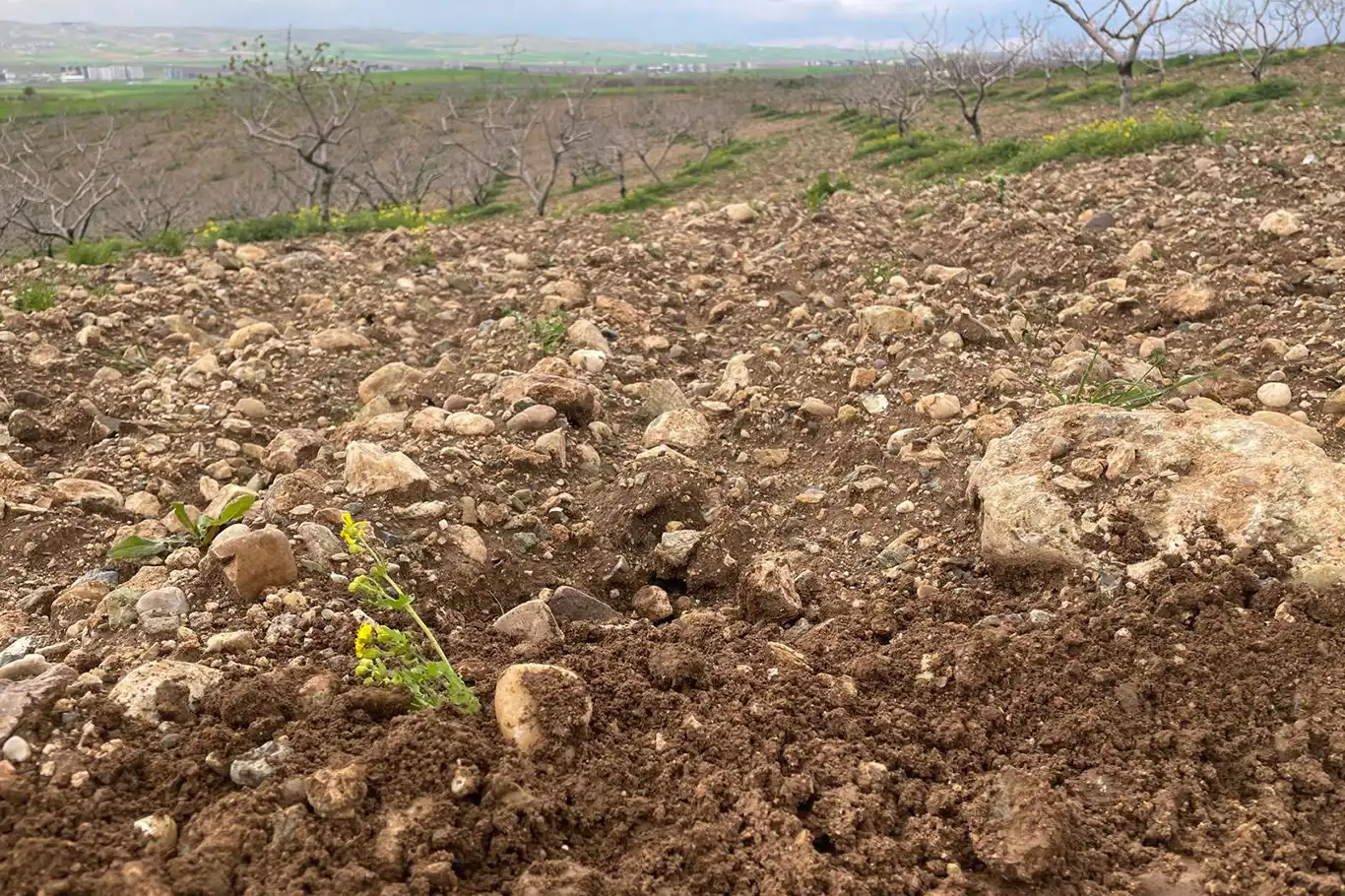Aşırı yağışlar meyve bahçelerini tehdit ediyor: Uzmanlardan kritik uyarılar