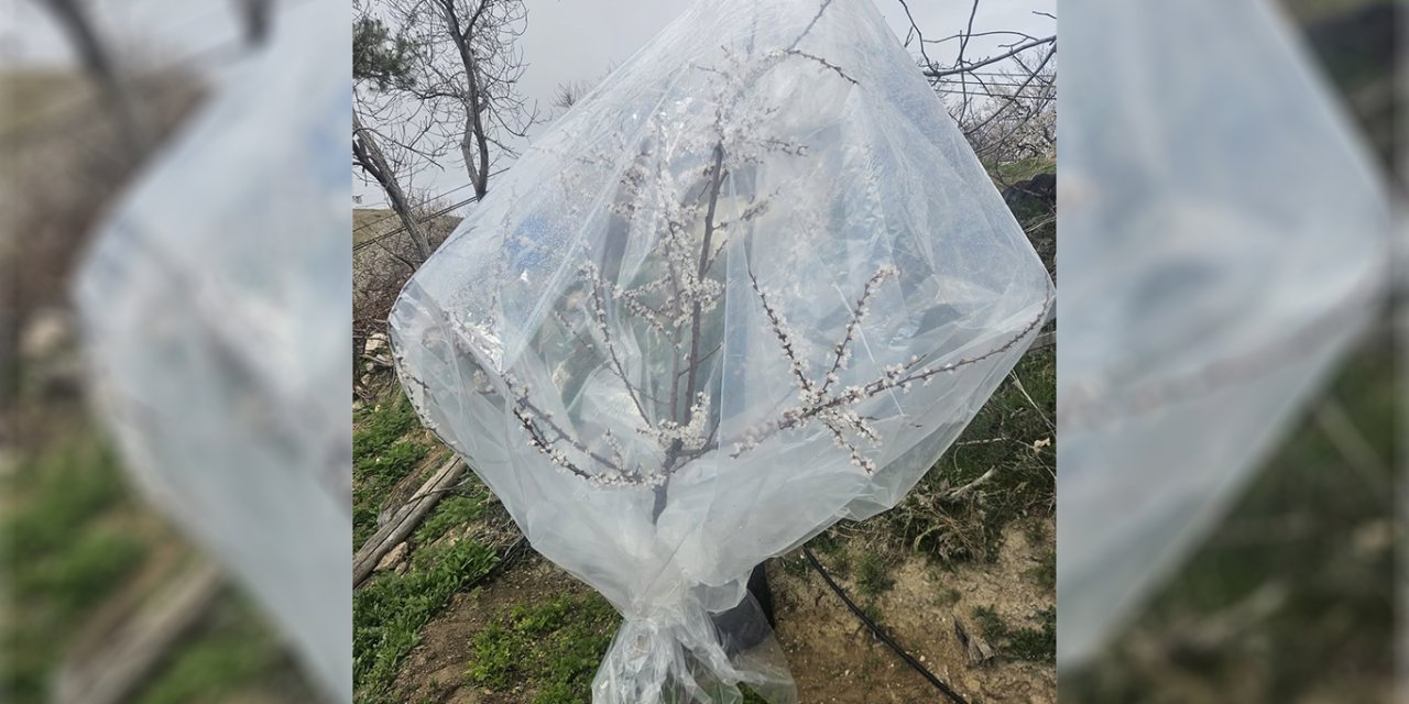 Kayısıda don tehlikesine karşı dikkat çeken önlem