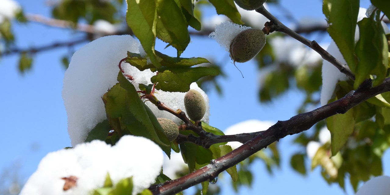 Malatya'da zirai don riskine karşı üreticilere önemli uyarı