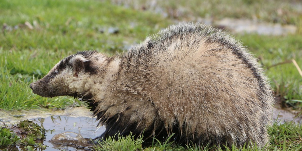Karlıova'da nesli tükenmekte olan porsuk görüntülendi