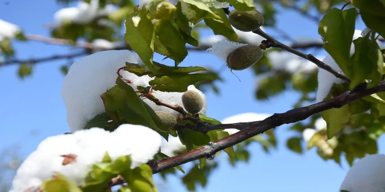 Meteorolojiyê hişyarî da: Ji qeşaya çandiniyê, berf û bahozên tozê haydar bin