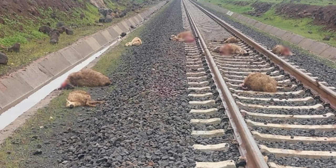 Çınar'da yük treni sürüye daldı: 5 koyun telef oldu