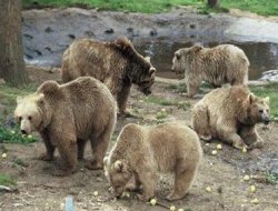 Köye inen ayılar eşekleri parçaladı