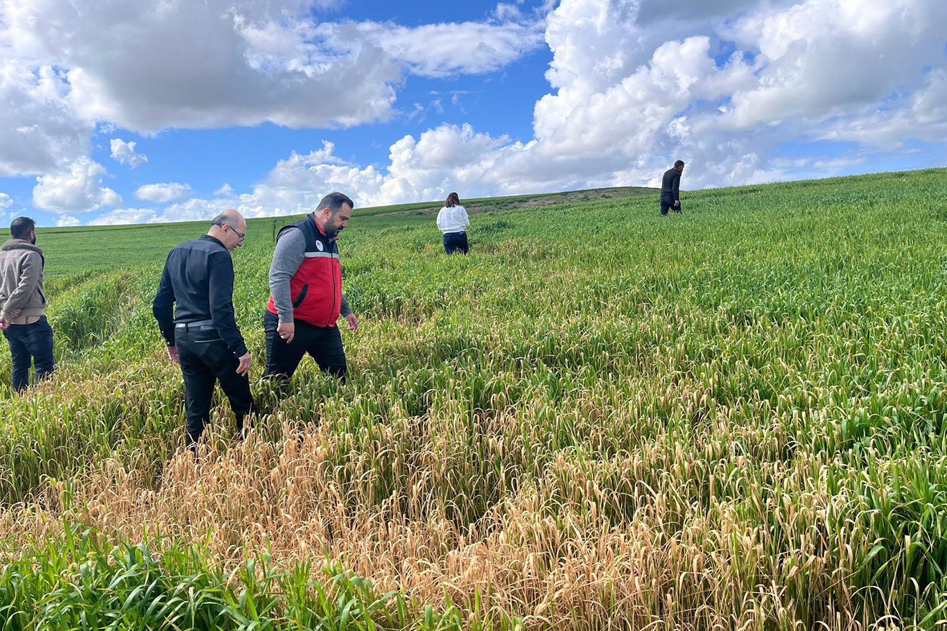Buğday üreticilerine yanlış ilaçlama uyarısı