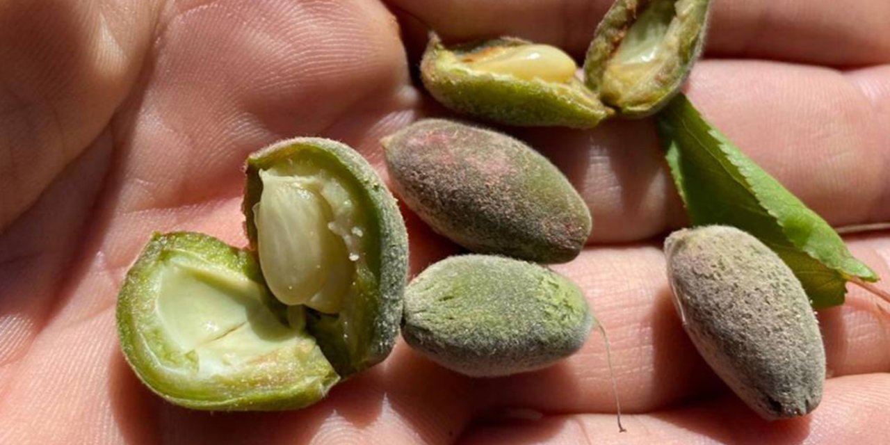 Malatya'da dolu kayısıyı vurdu, hasar tespiti başlayacak