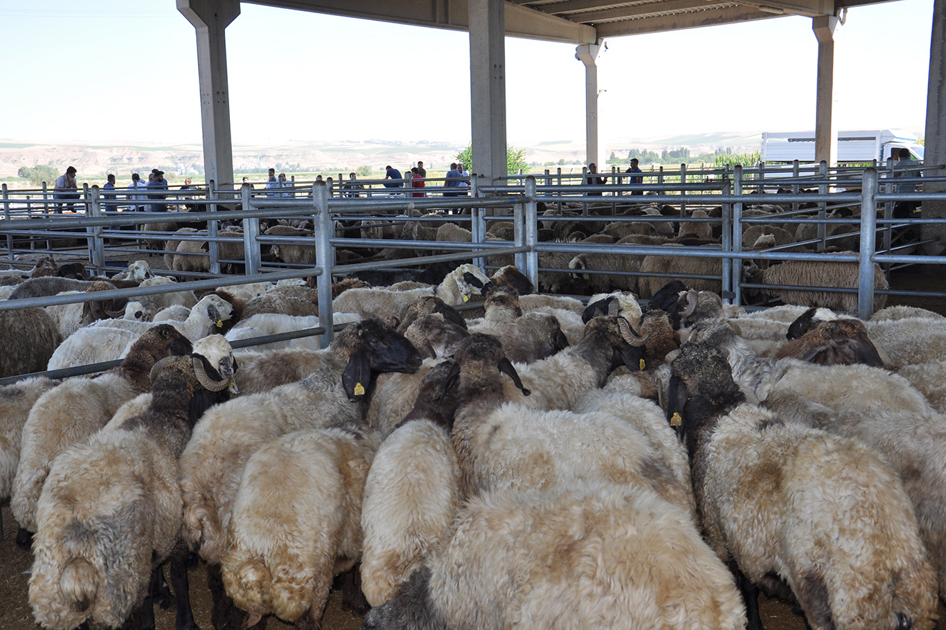 Kurban hazırlıklarını hızlandıran Umut Kervanı'ndan vekalet çağrısı