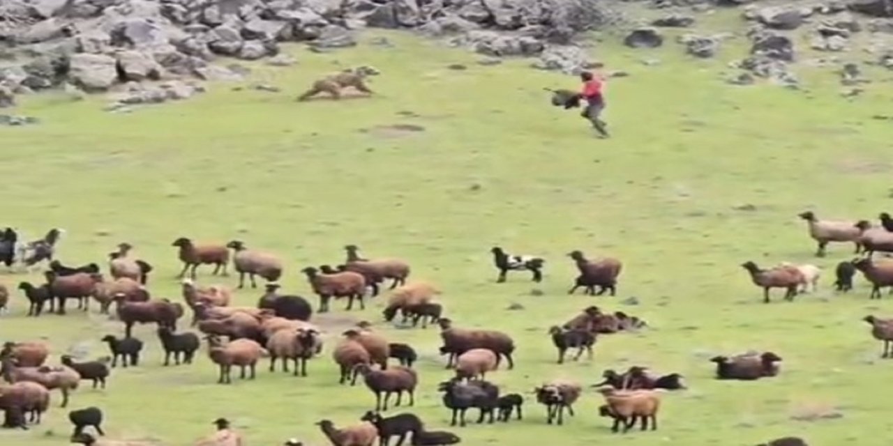 Ağrı Dağı’nda bir ayı koyun sürüsünün içinden geçip gitti