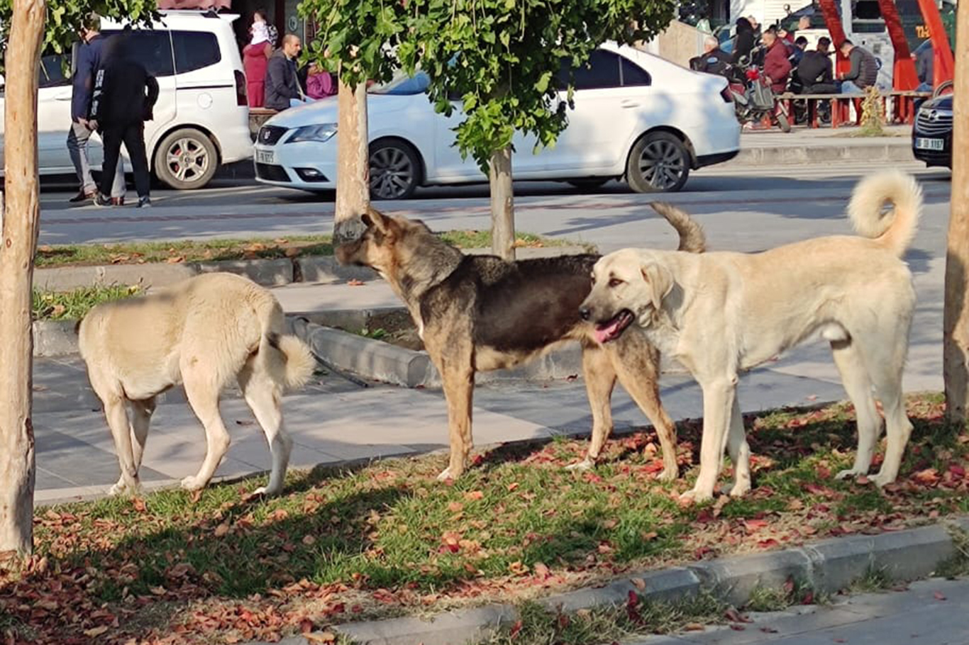 Köpek saldırılarına tepki: İhmallerin bedeli olmalı