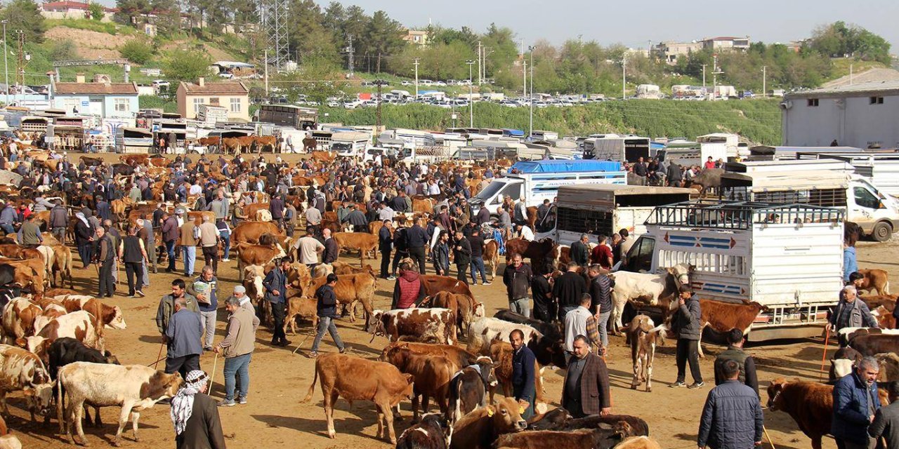 Diyarbakır'dan Türkiye'ye kurbanlık akışı: 20 binden fazla hayvan sevk edildi