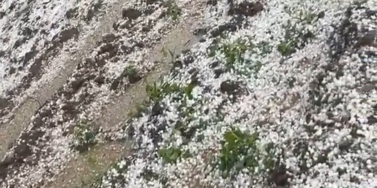 Li Nisêbîna Mêrdînê barîna zîpikê zirar da baxçeyan