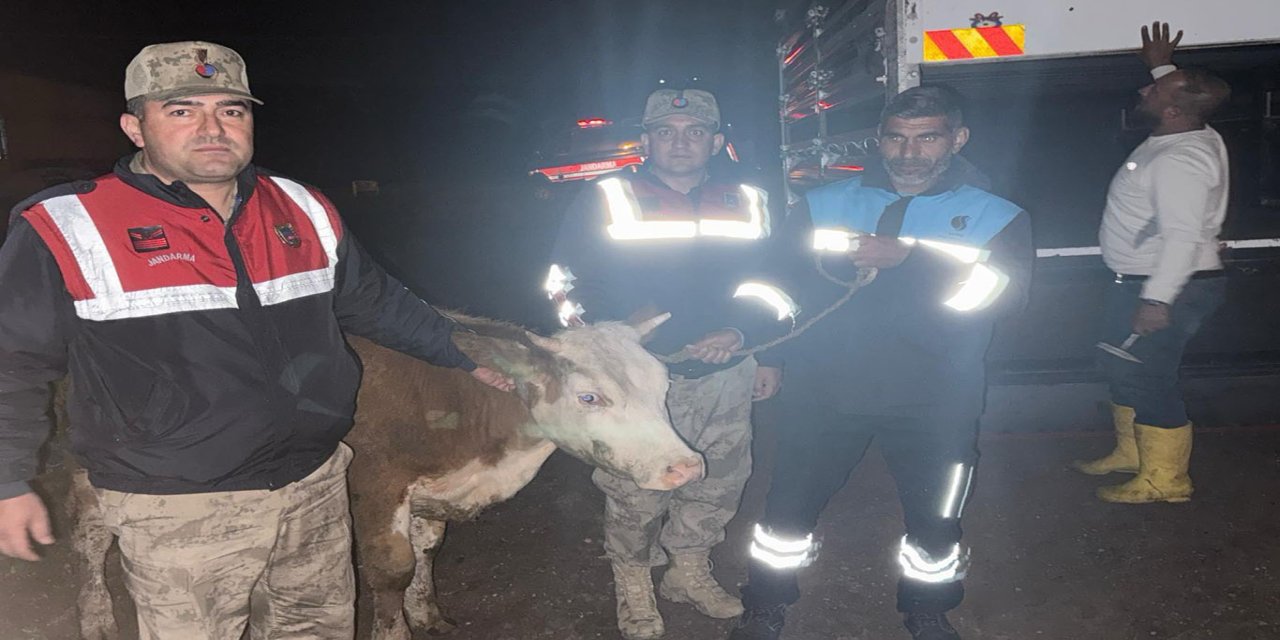 Şanlıurfa Siverek'te çalınan büyükbaş hayvan bulundu