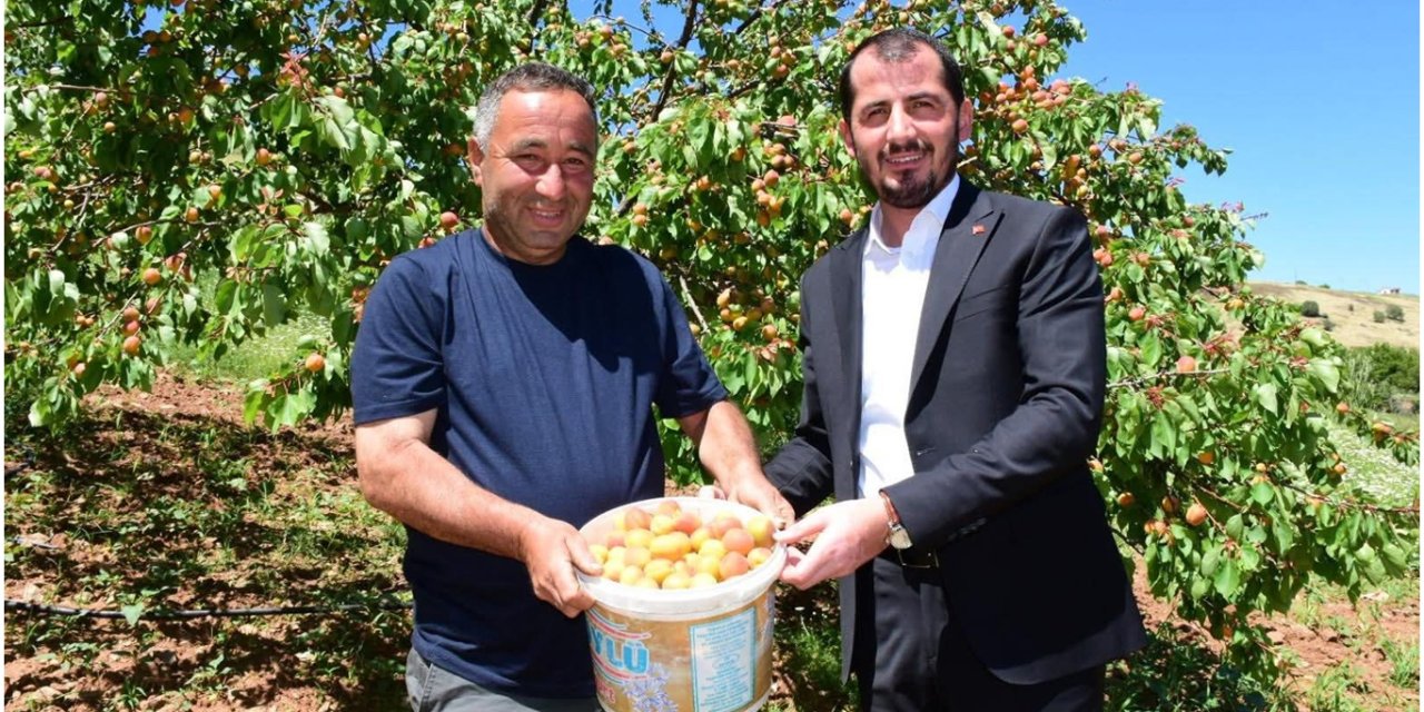 Malatya'da ilk kayısı hasadı yapıldı
