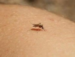 Sivrisinekle mücadelenin yolu