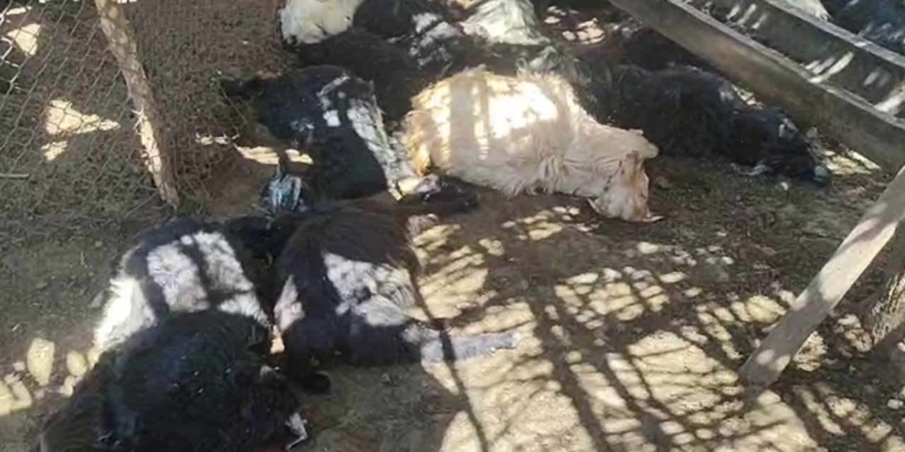 Siirt Şirvan'da başıboş köpeklerin saldırısında 26 keçi telef oldu