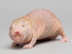 Kansere çare onda mı?