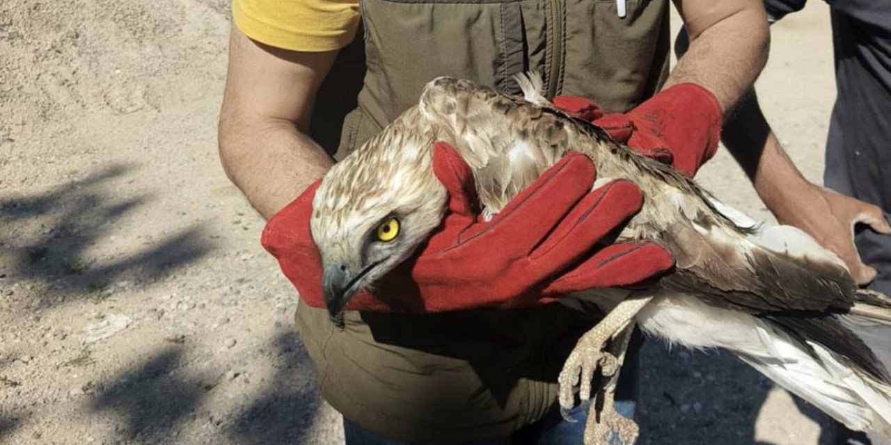 Malatya'da yaralı yılan kartalı koruma altına alındı