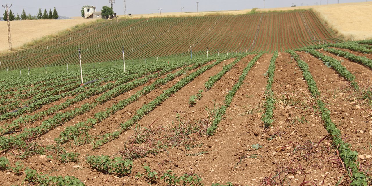 Çınar'da yüksek faturalar çiftçiyi üretimden uzaklaştırıyor