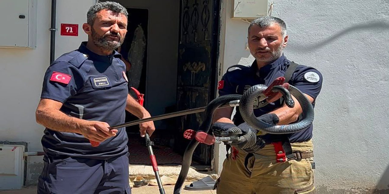 Mahallelinin 3 yıllık “korkulu rüyası” yakalandı