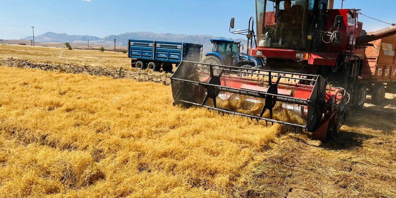 Şırnak’ta atıl araziler TAKE Projesi ile kırmızı mercimek üretimine kazandırıldı