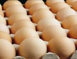 Tavuklar döviz yumurtluyor