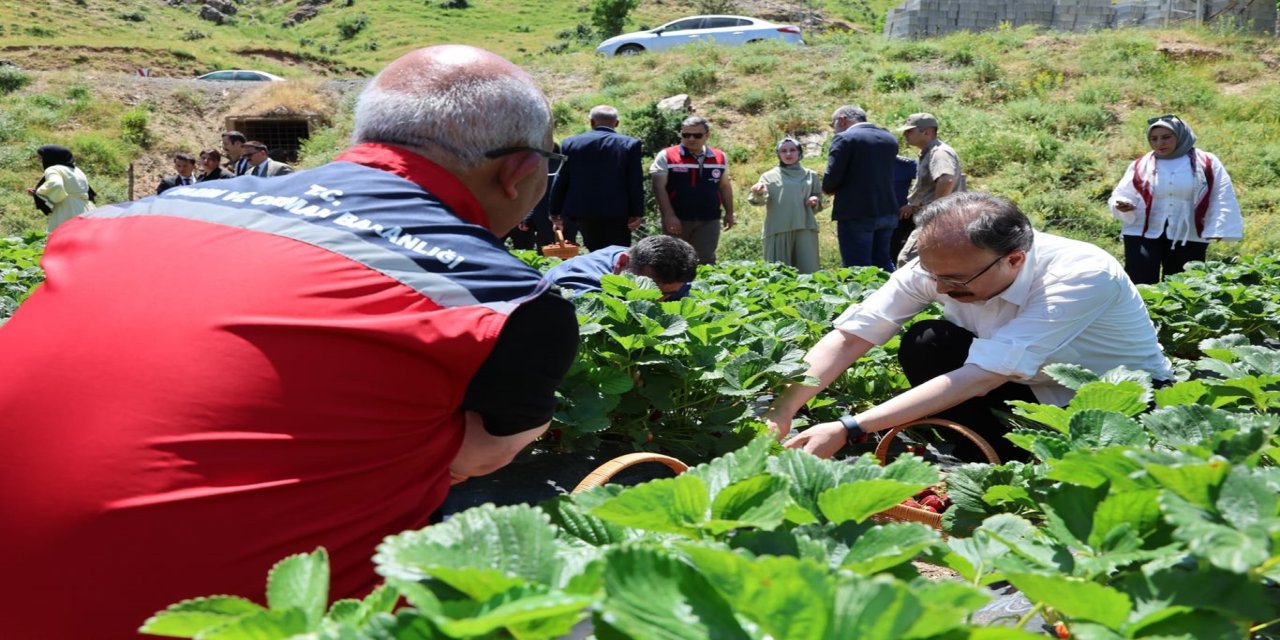 Siirt'in Şirvan ilçesine bağlı Kesmetaş köyünde çilek hasadı başladı
