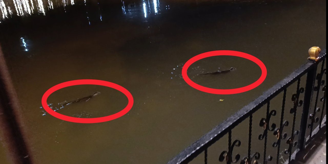 On Gözlü Köprüde su samuru görüldü
