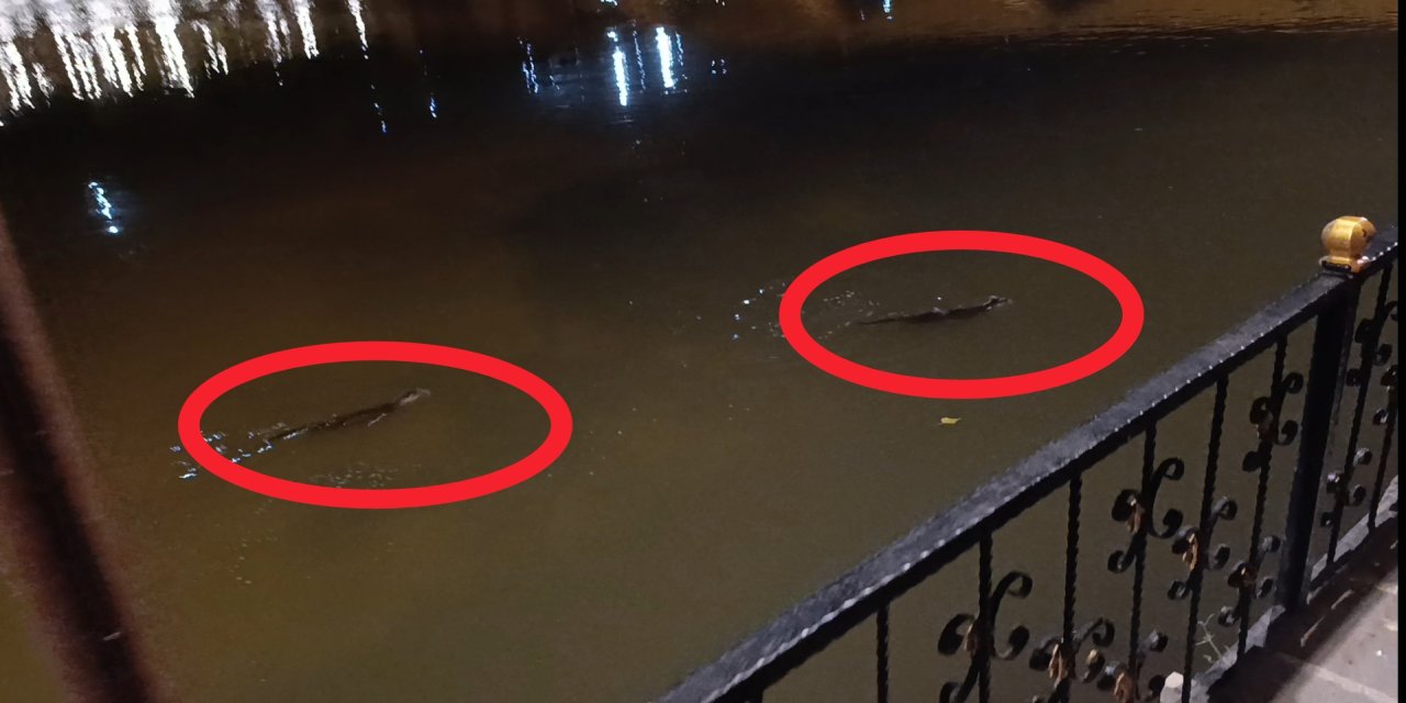 Li Pira Dehderî kûçikê avê hat dîtin