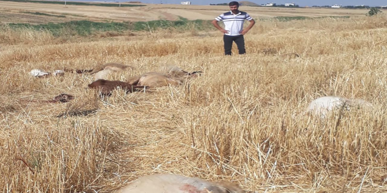 Çınar'da tarım ilacıyla kirlenen sudan içen 62 küçükbaş hayvan telef oldu