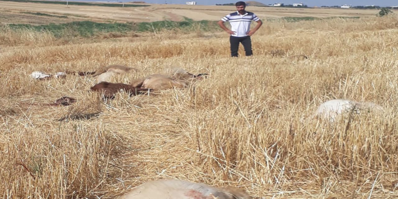 Li Çinarê ji ber ava ku bi dermanê çandiniyê gemarî bû 62 heywanên biçûk telef bûn