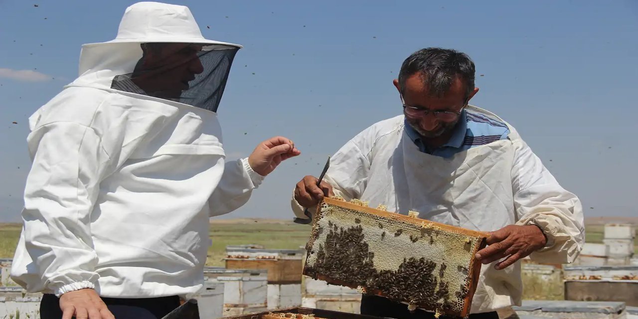 Li Hezexê 53 mêşvan bi 65 mîlyon mêşên hingiv re hingiv hildiberînin