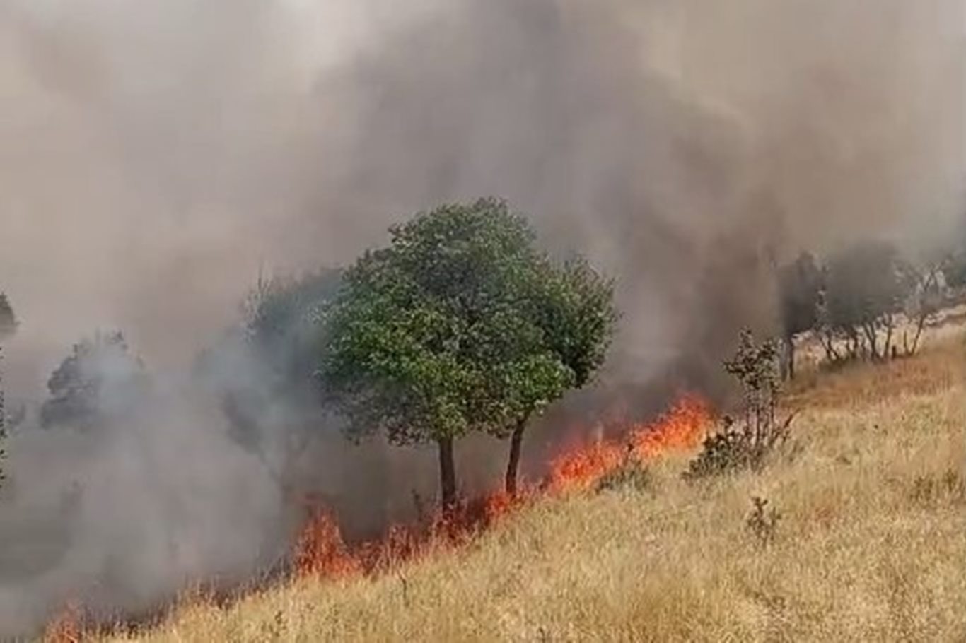 Siirt'in Pervari ilçesinde örtü yangını: 60 dönümlük alan zarar gördü
